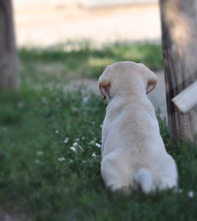 cuccioli di labrador stylelabrador