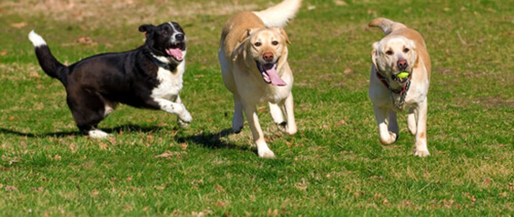 il labrador e chi deve essere il capobranco-jpeg