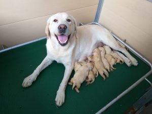 femmina di labrador stylelabrador